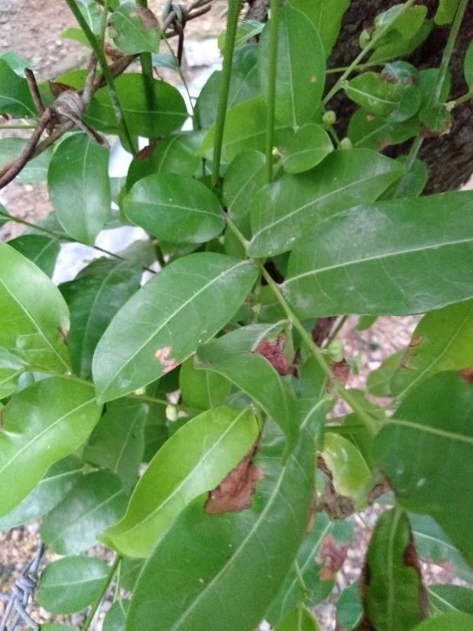 Glochidion rubrum — houseplant care guide