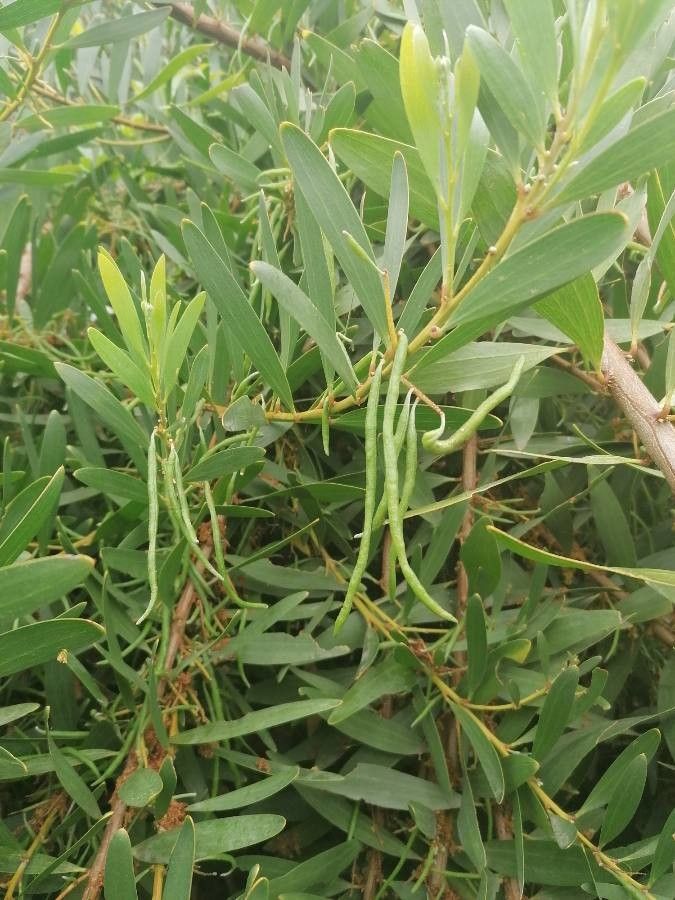 Acacia longifolia fruit