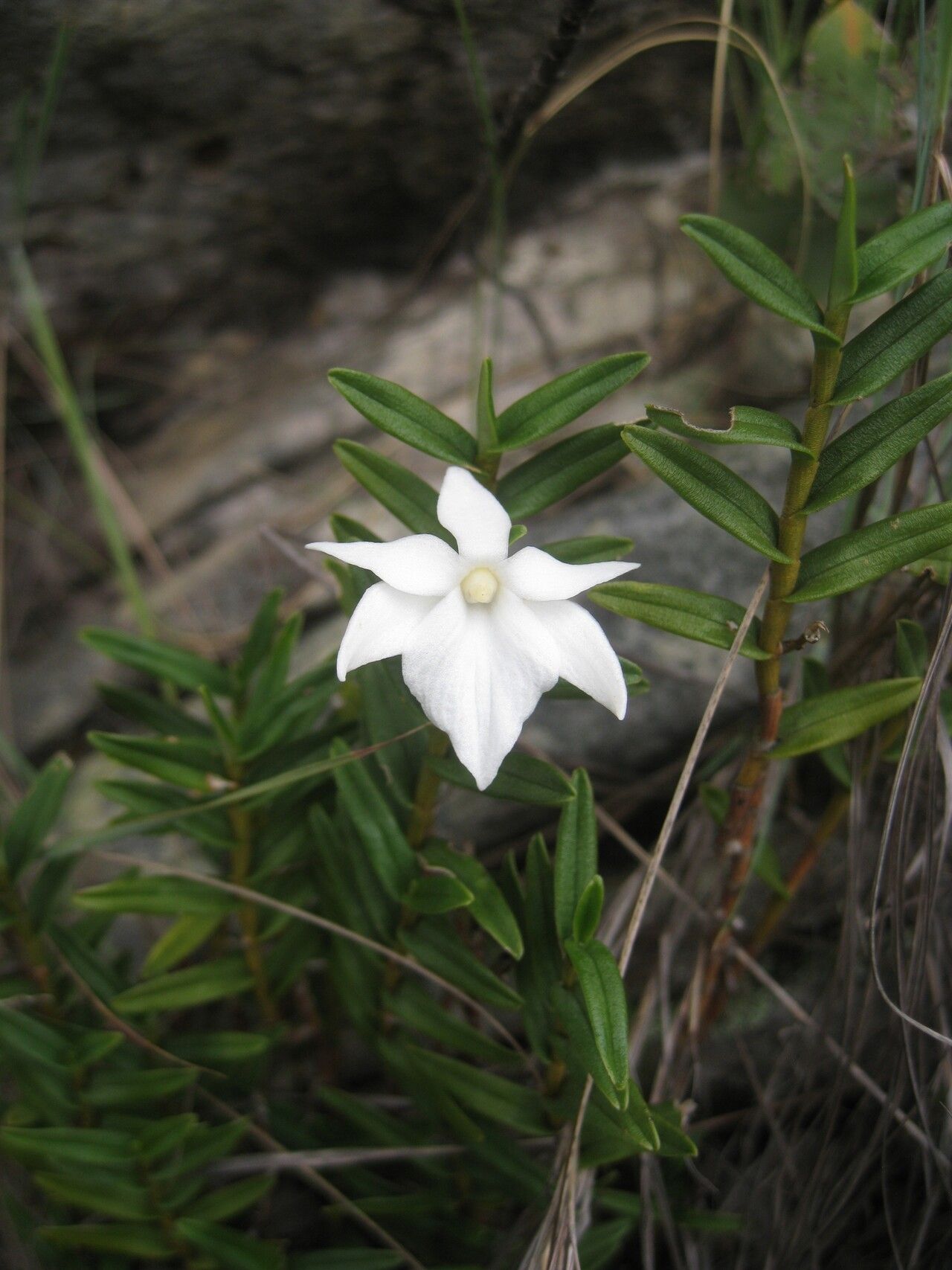 Angraecum coutrixii — houseplant care guide