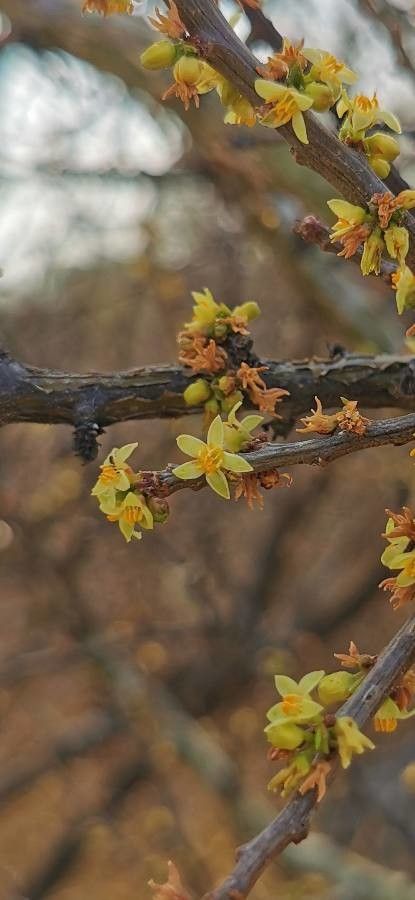 Bursera fagaroides flower
