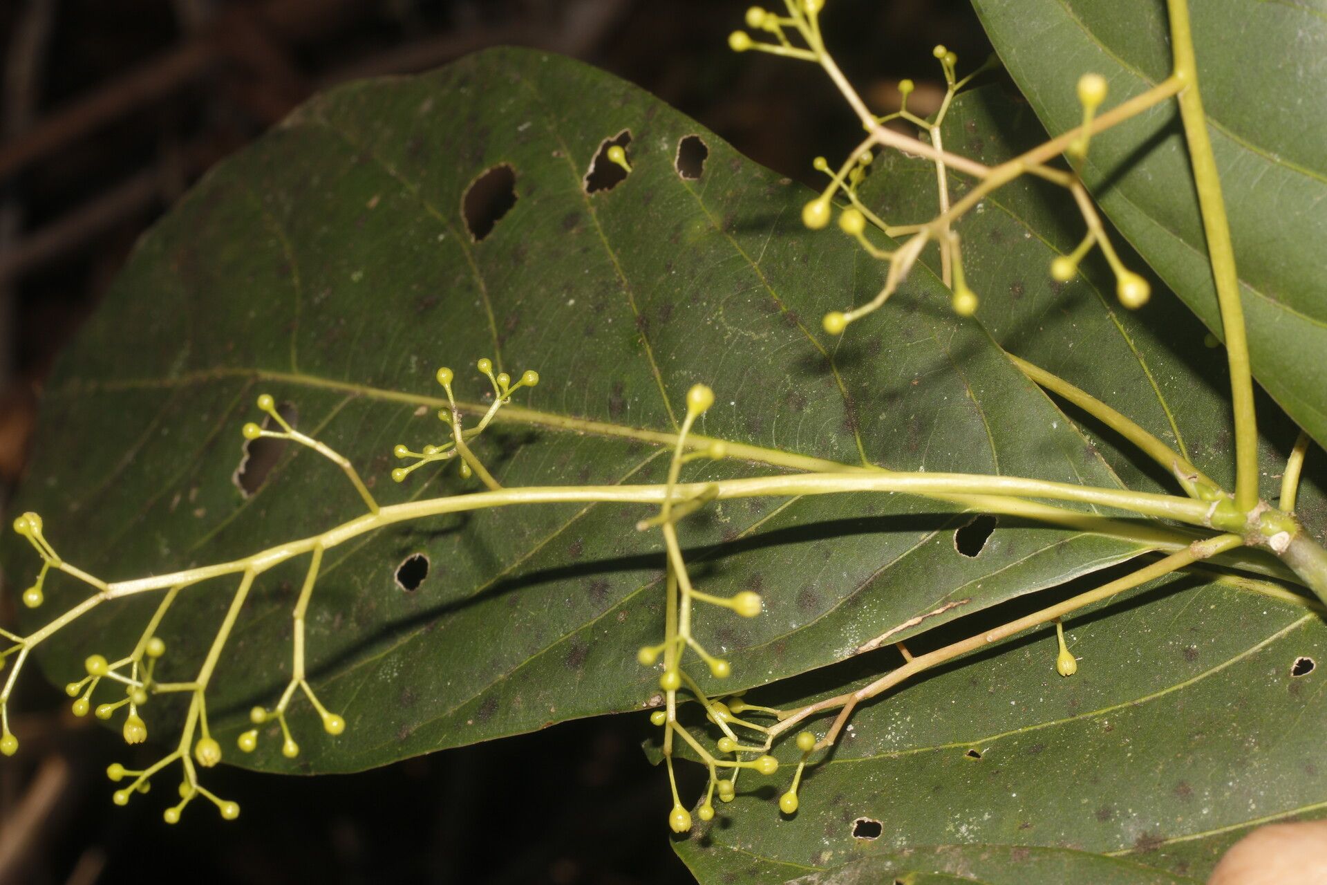 Beilschmiedia costaricensis flower