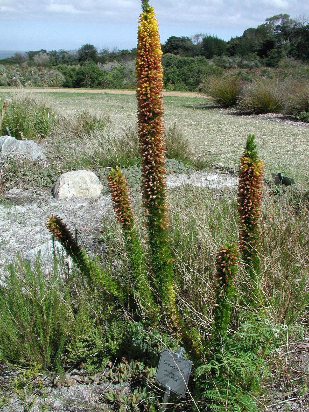 Erica patersonii habit