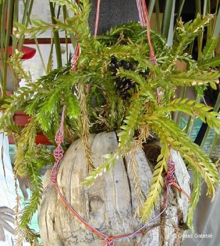 Phlegmariurus phlegmarioides habit