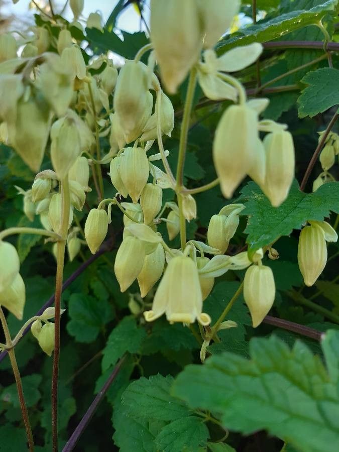 Clematis rehderiana flower