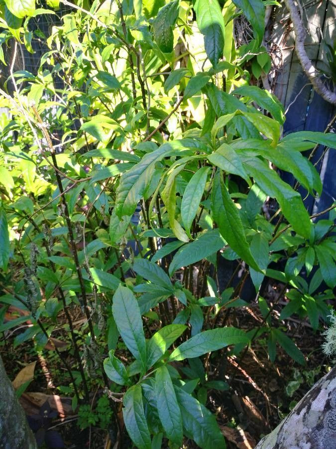 Clerodendrum nutans — search result for 'Clerodendrum'