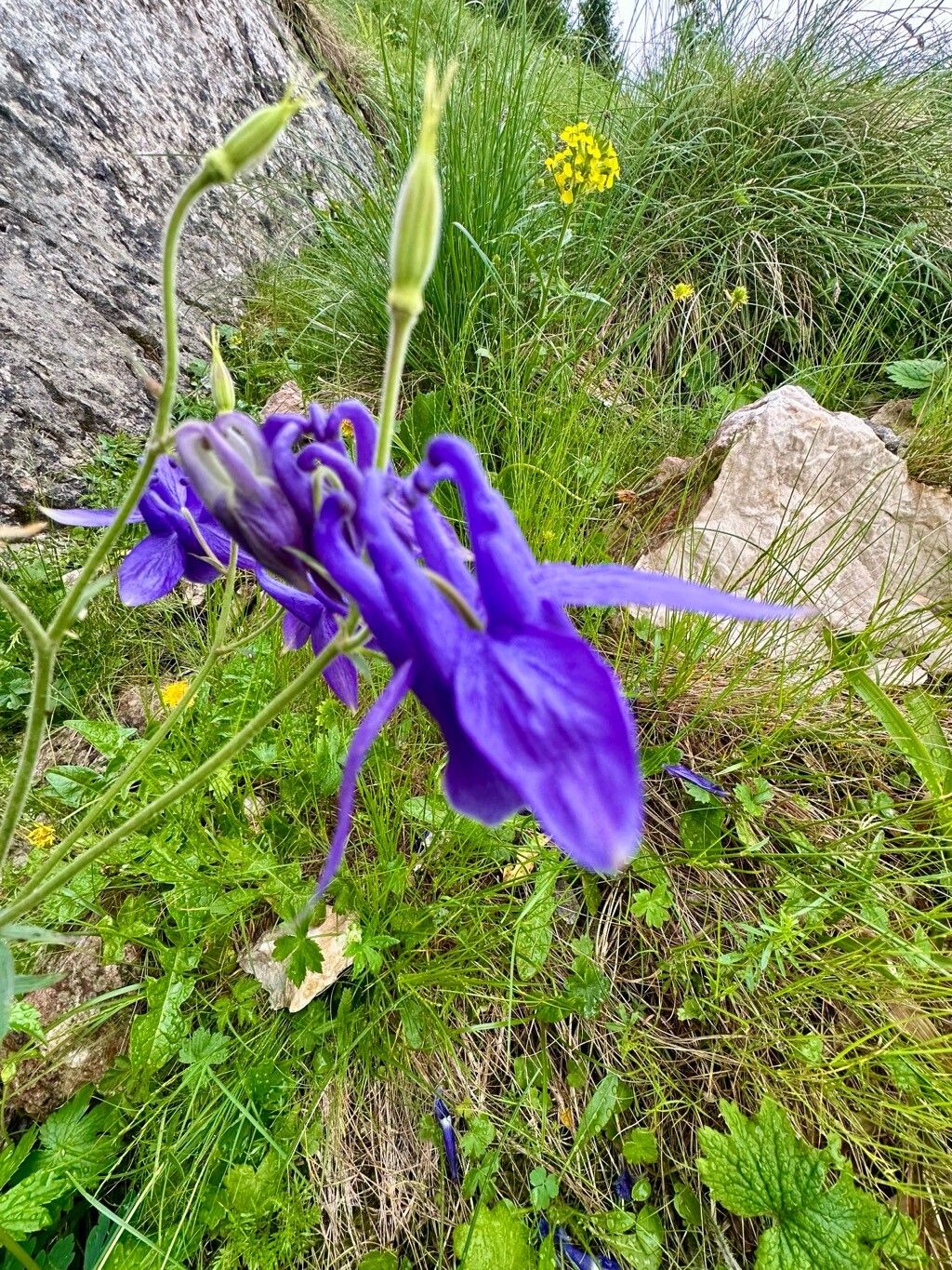 Aquilegia transsilvanica fruit