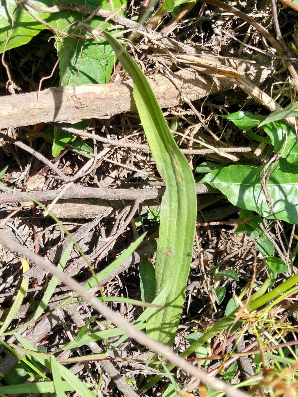 Cynorkis speciosa — houseplant care guide