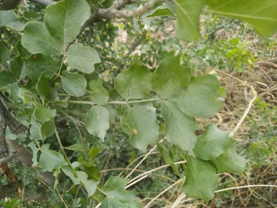 Dolichandrone falcata — related species from the same genus