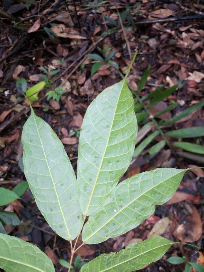 Protium sagotianum — houseplant care guide