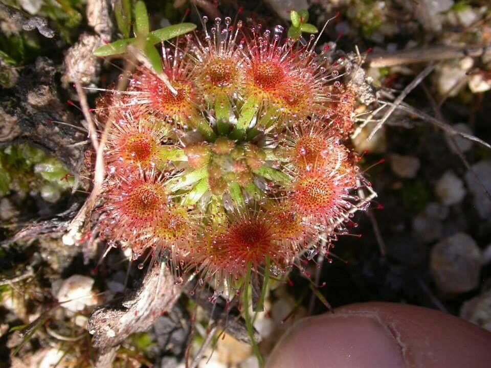 Drosera pulchella — search result for 'Drosera'