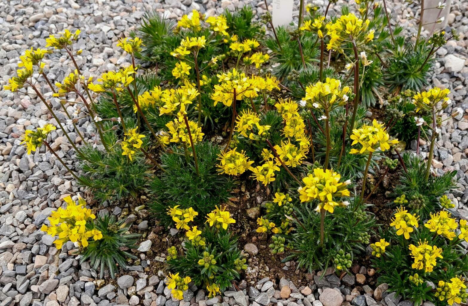 Draba lasiocarpa habit