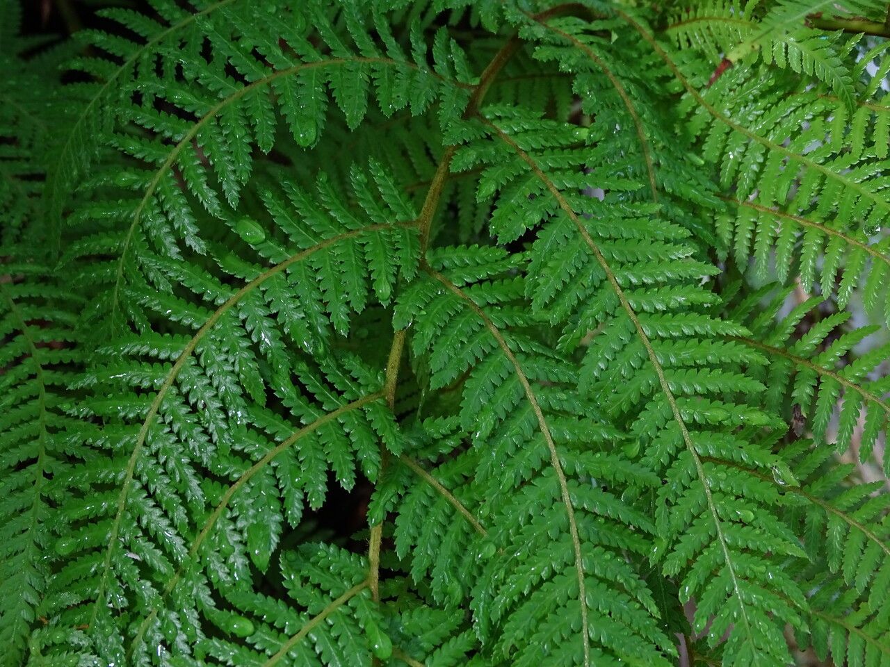 Dicksonia antarctica — houseplant care guide