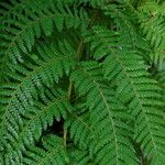 Dicksonia antarctica