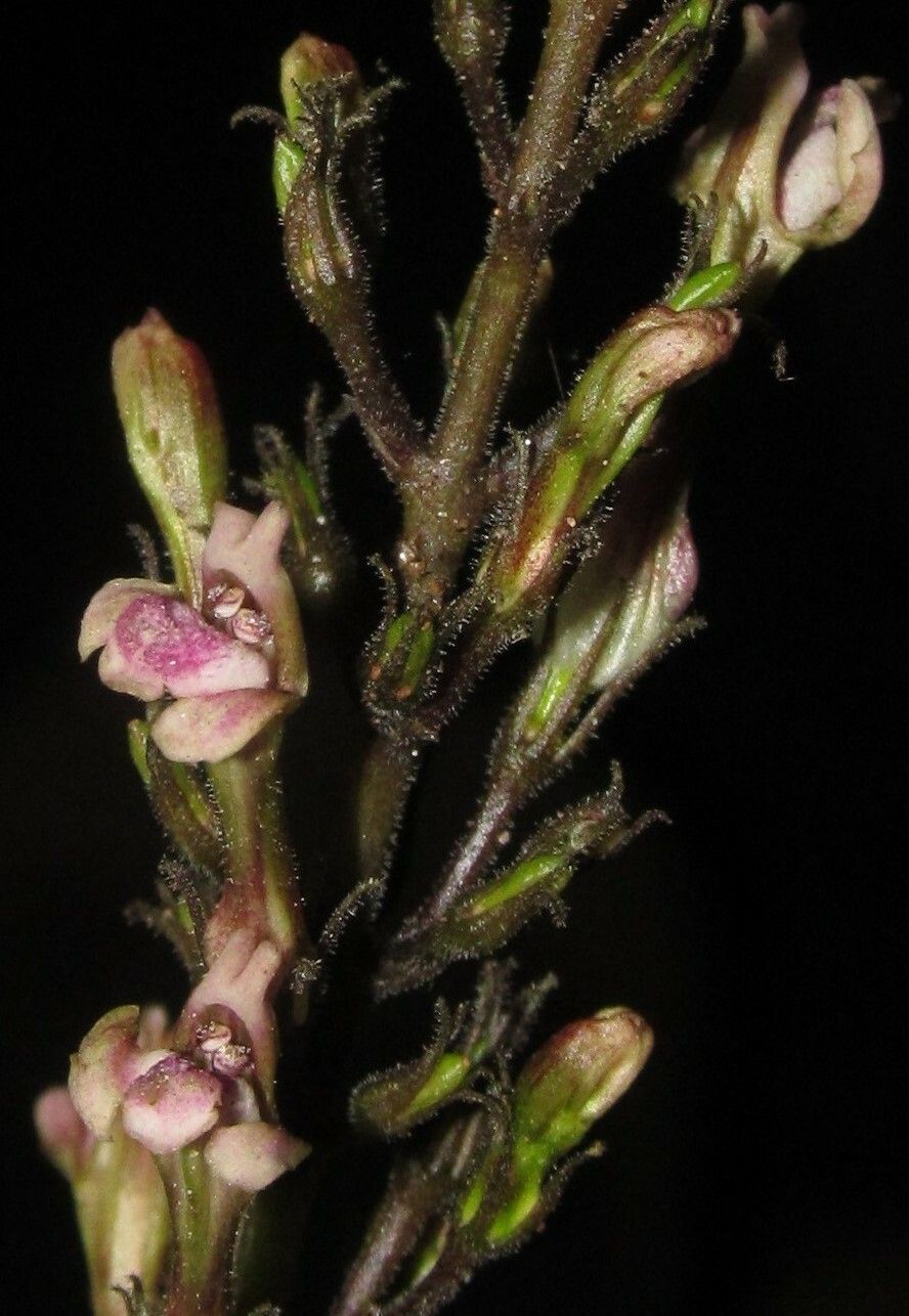 Asystasia lindauiana flower