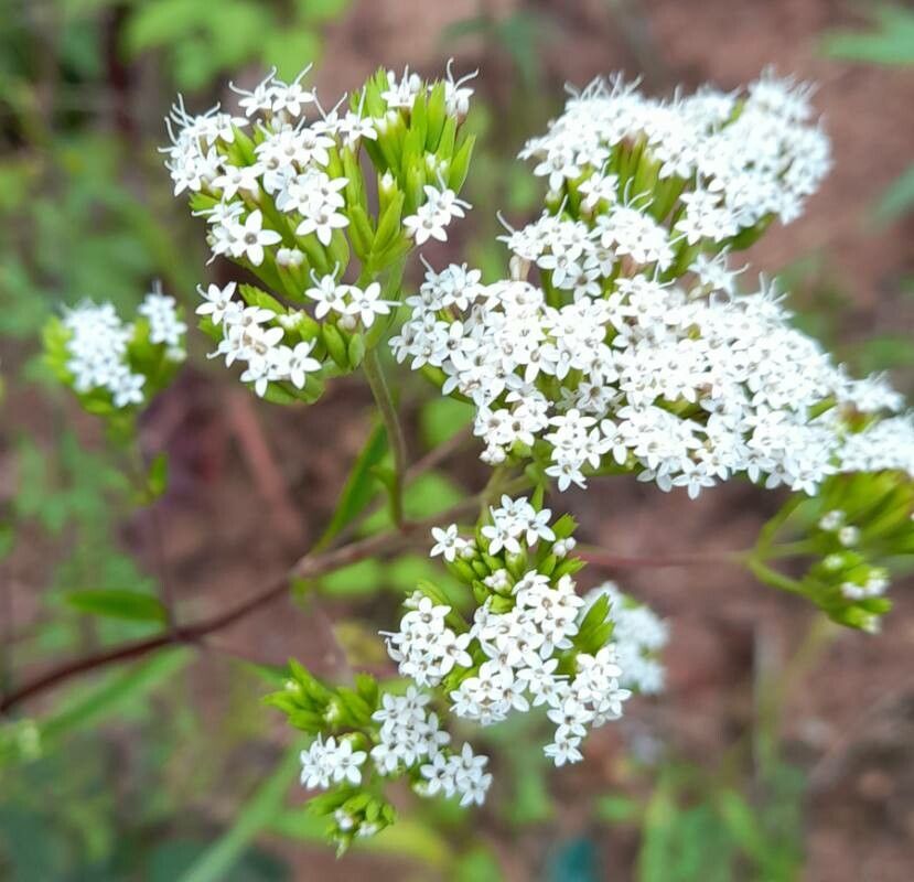 Stevia achalensis flower