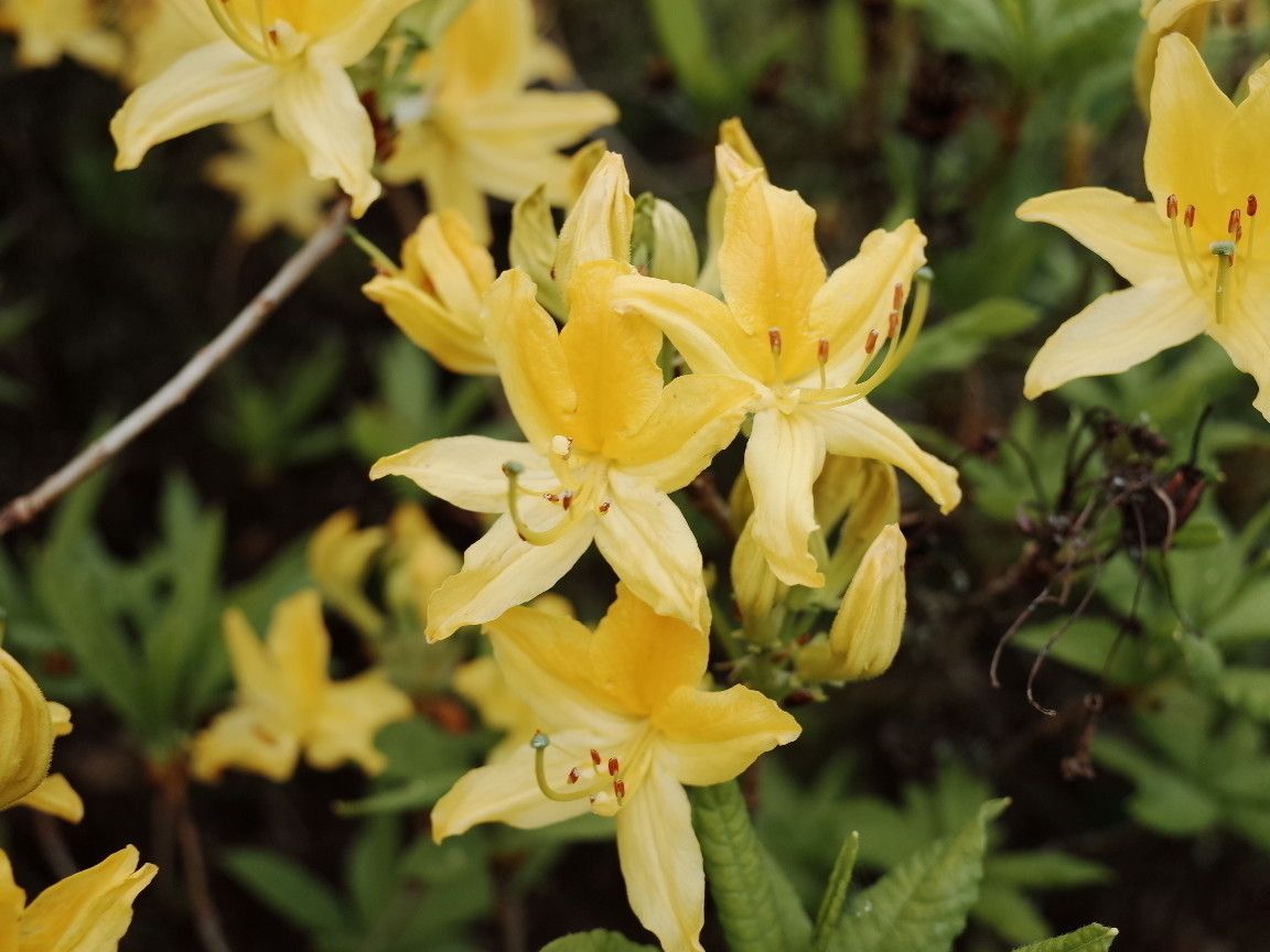 Rhododendron luteum flower