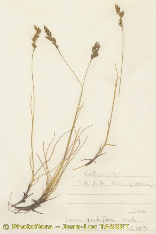 Festuca pumila habit