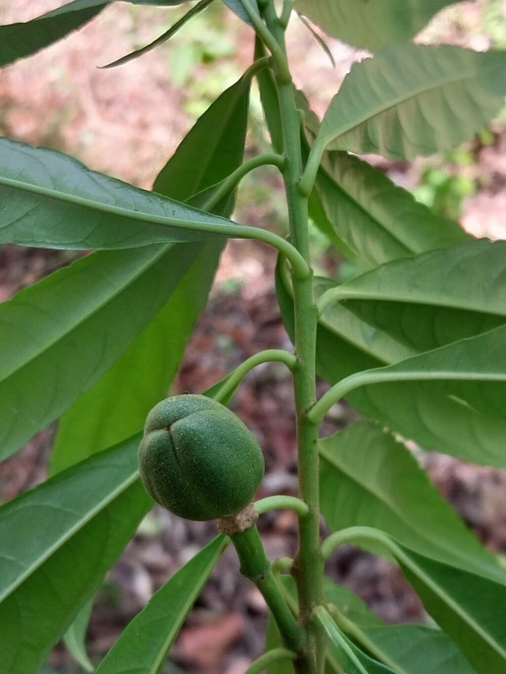 Erblichia odorata fruit