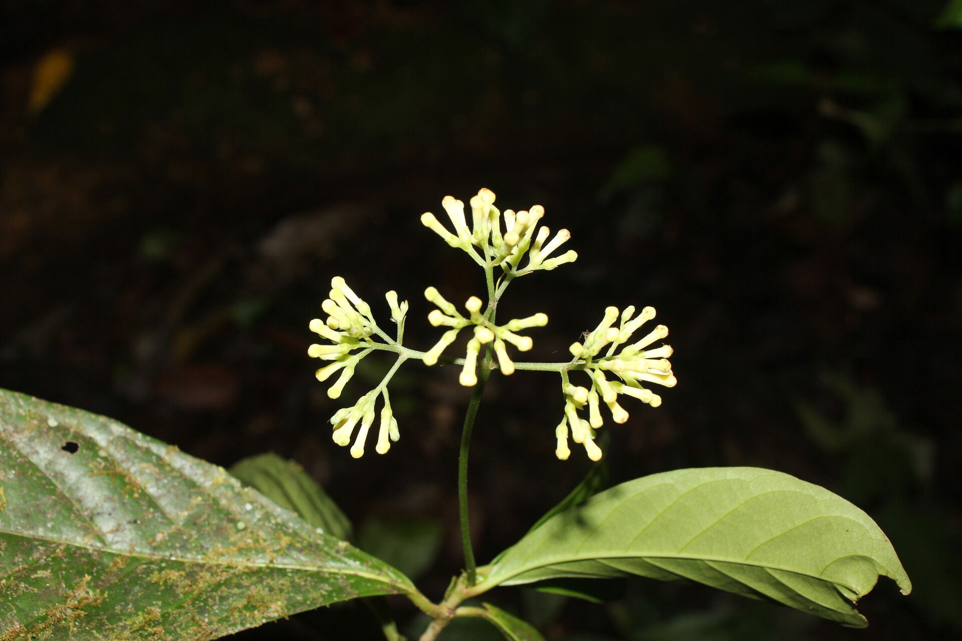 Arachnothryx costaricensis flower
