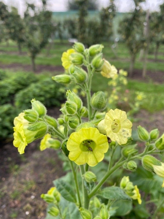 Nicotiana rustica flower