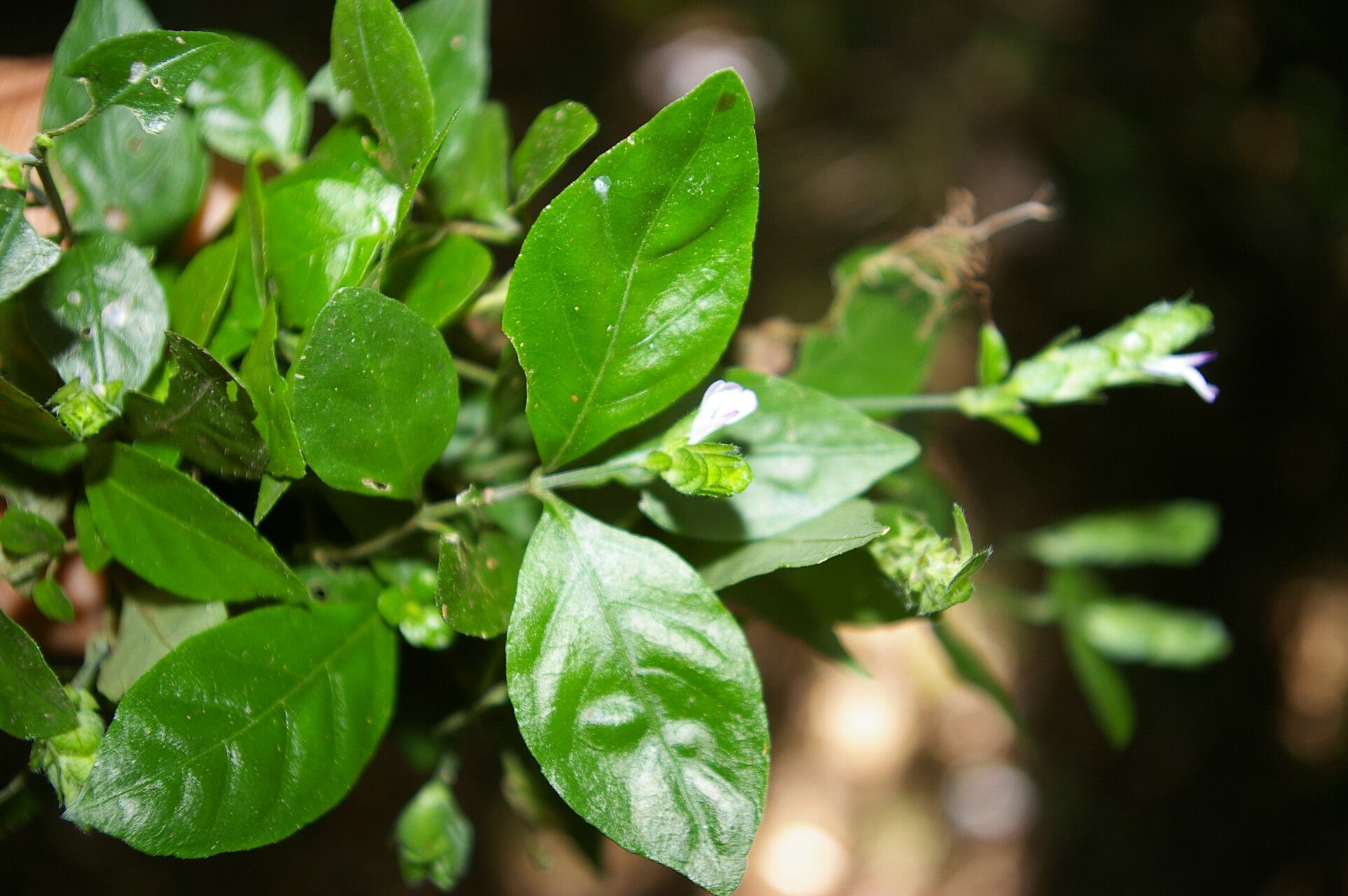 Dianthera candelariae leaf