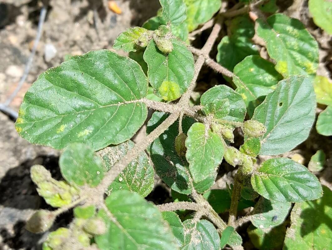 Allionia incarnata — search result for 'Nyctaginaceae'