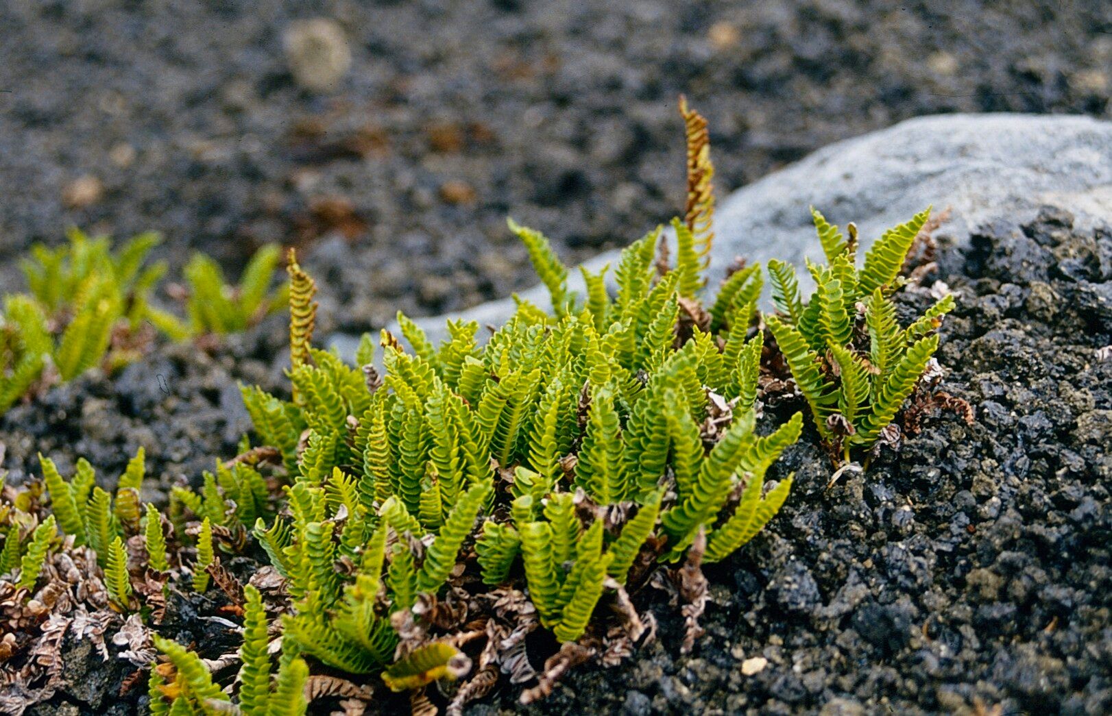 Polystichum andinum — houseplant care guide
