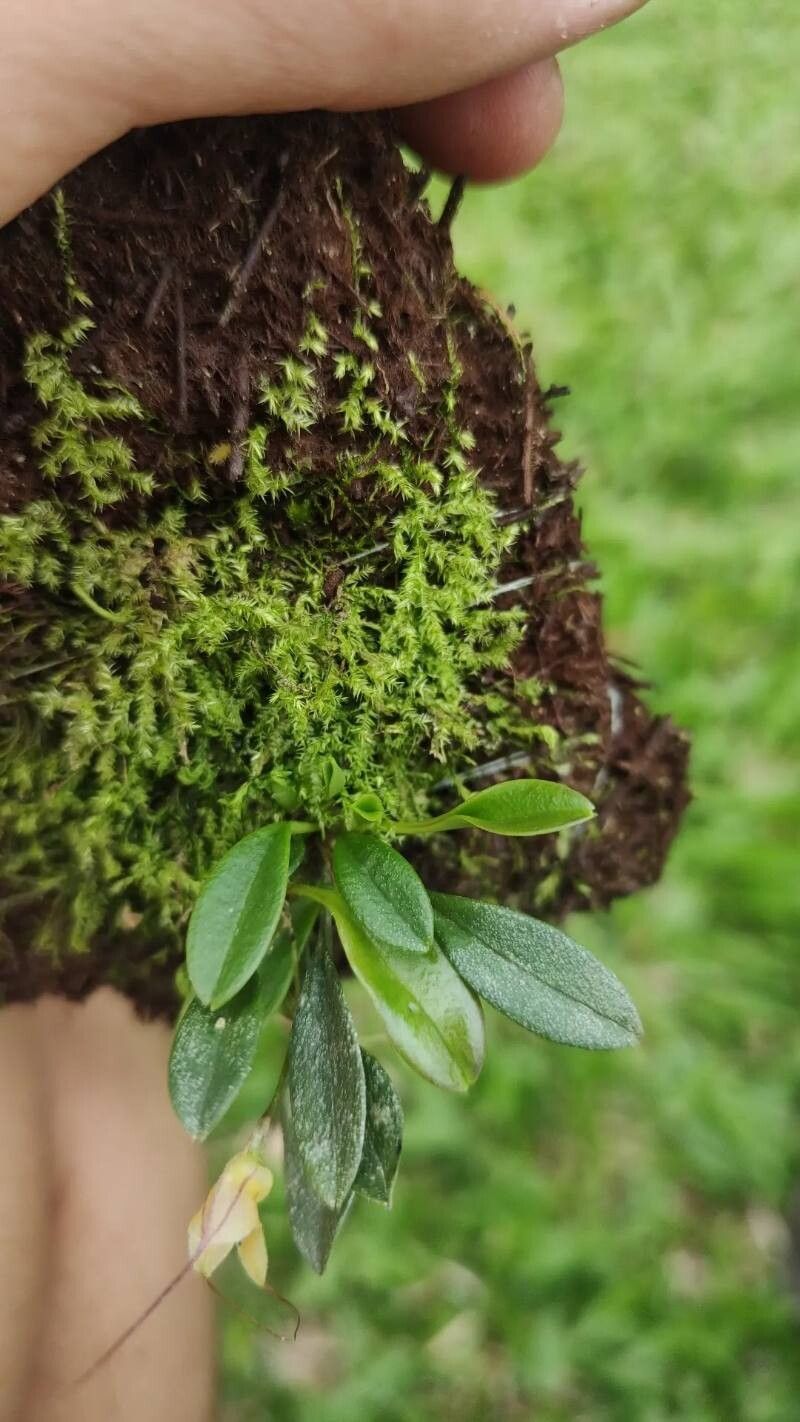 Masdevallia nidifica — search result for 'Masdevallia'