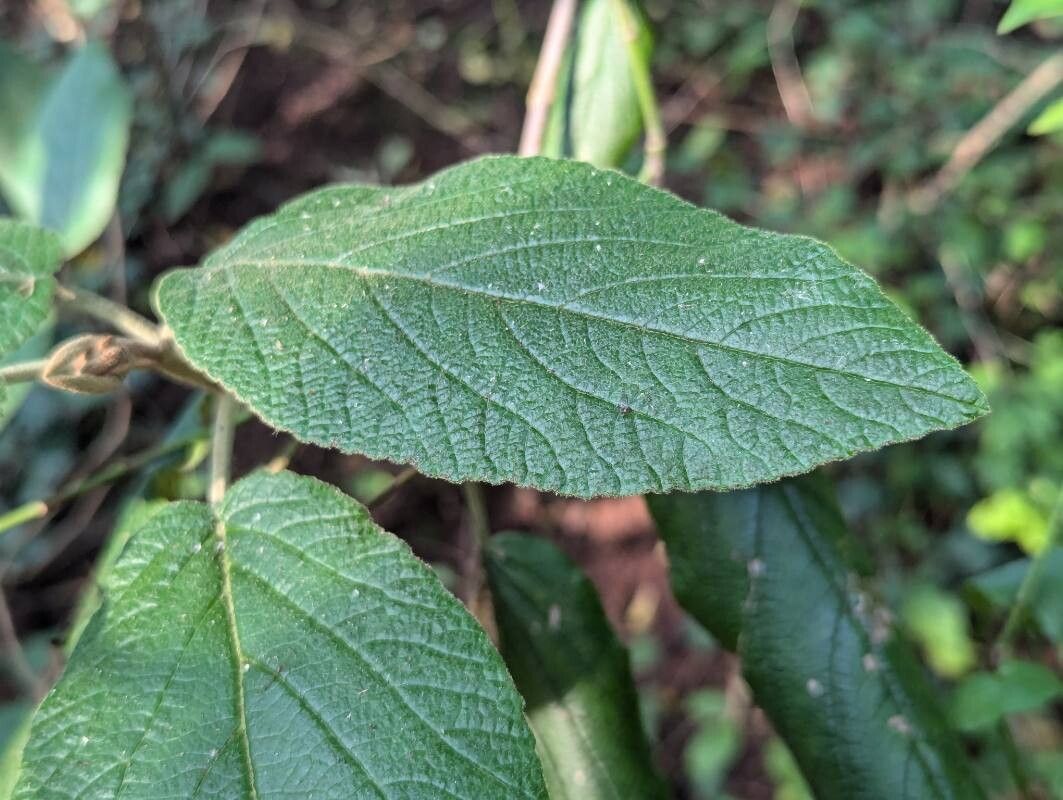 Viburnum × rhytidophylloides leaf