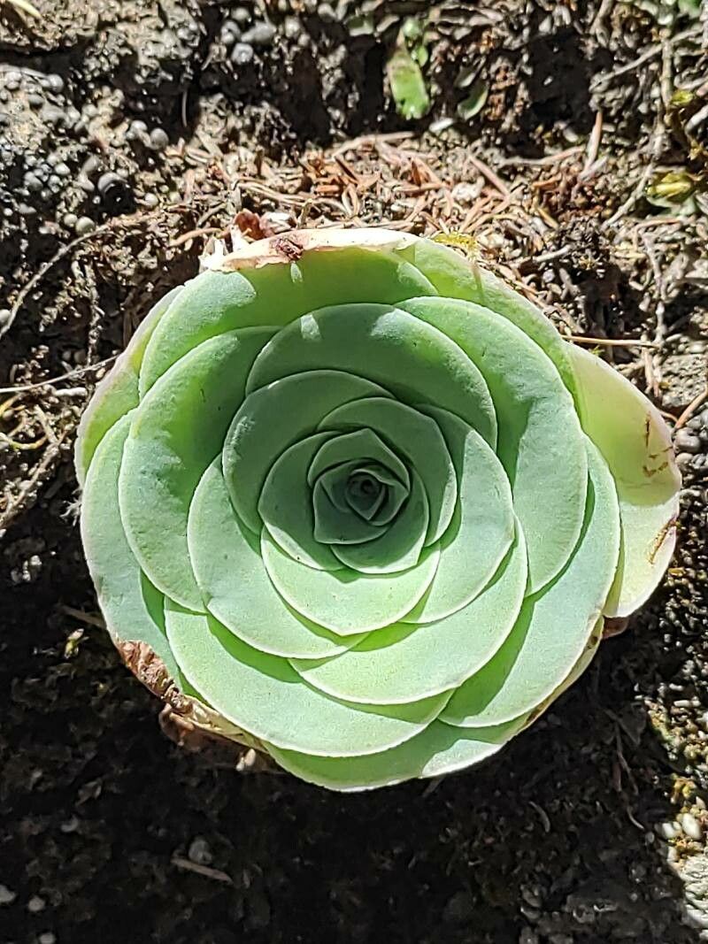 Aeonium diplocyclum — search result for 'Aeonium'