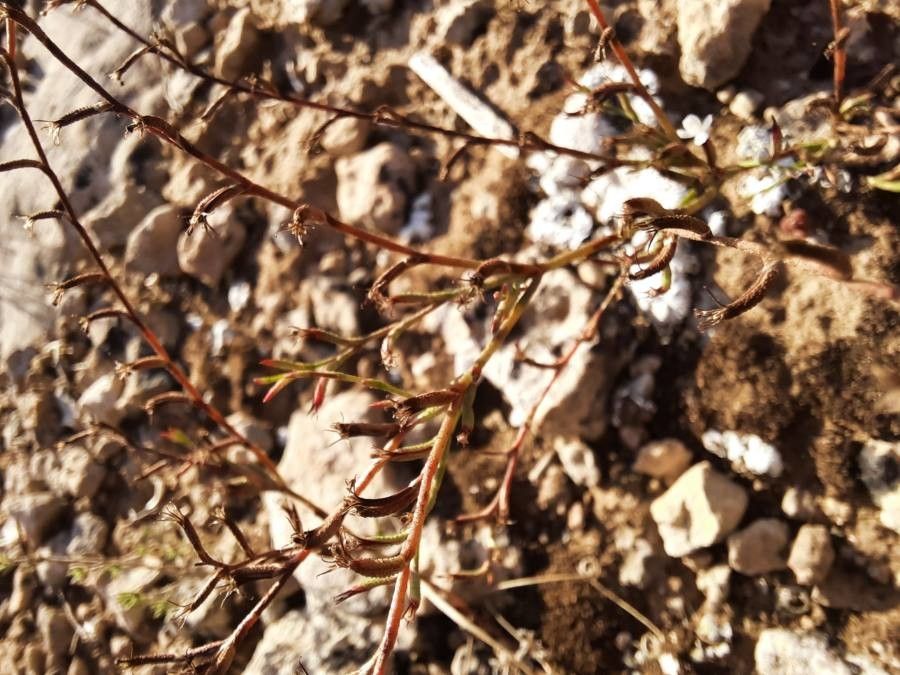 Limonium echioides fruit