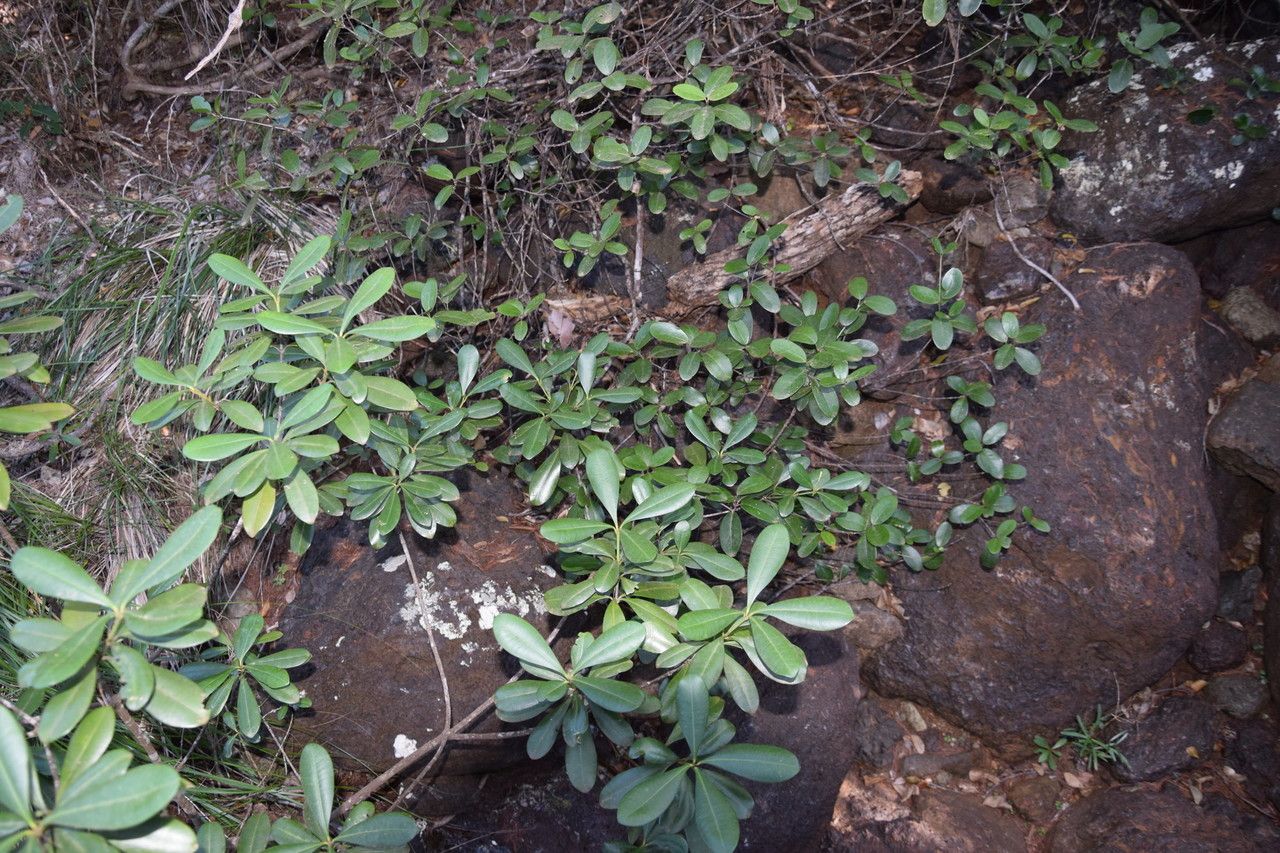 Ochrosia mulsantii habit