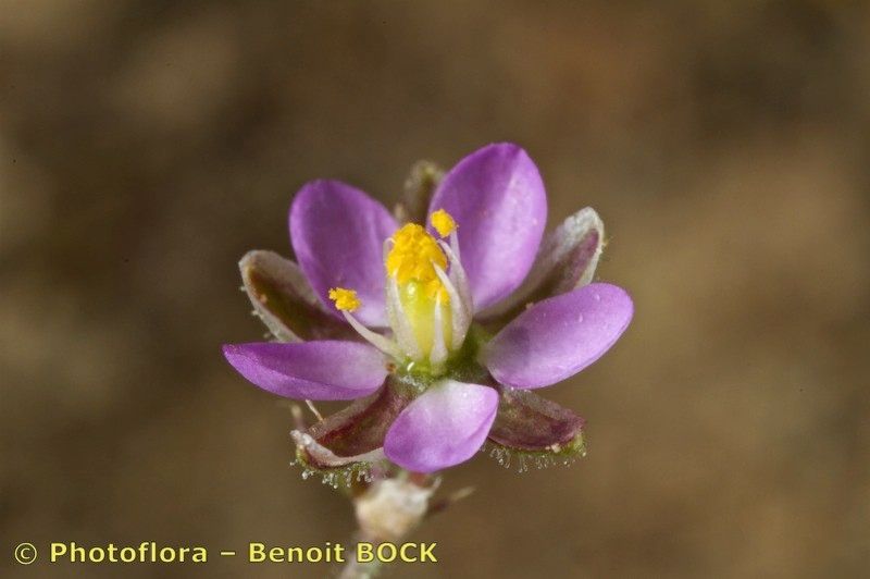 Spergularia echinosperma flower