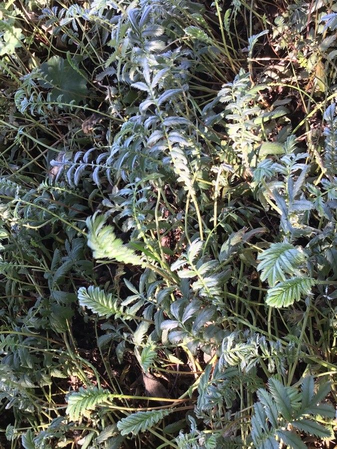 Potentilla anserina habit