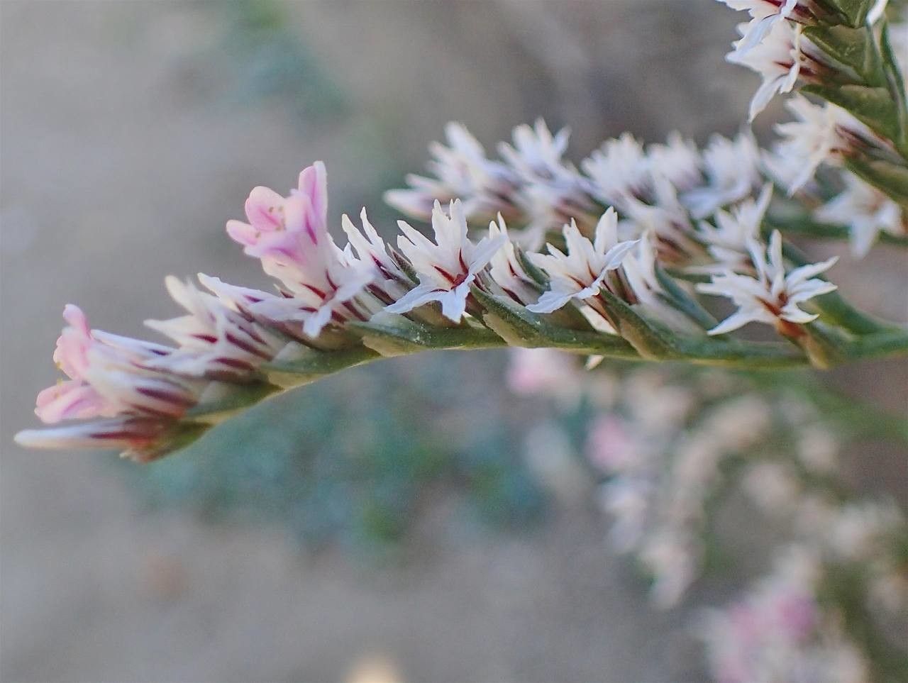 Goniolimon tataricum flower