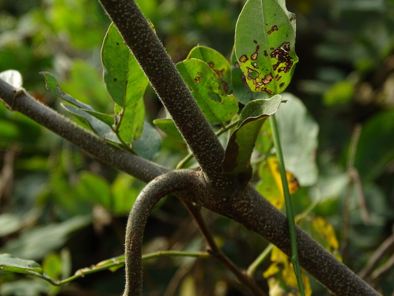 Combretum paniculatum bark