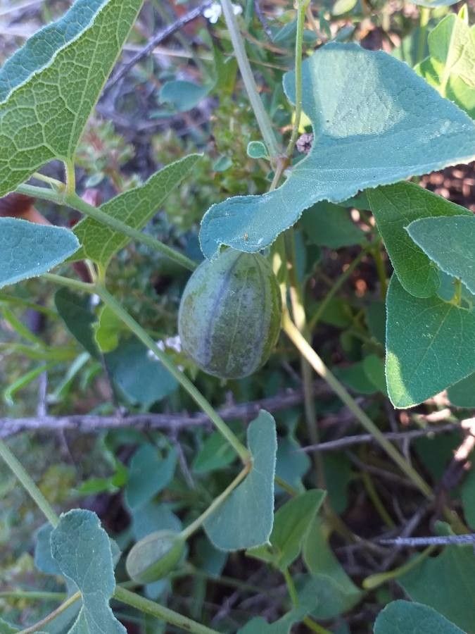 Aristolochia pistolochia fruit