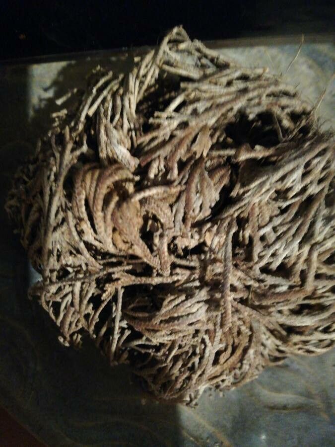 Selaginella lepidophylla flower