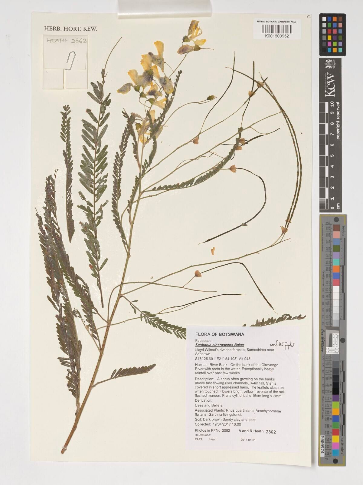 Sesbania cinerascens