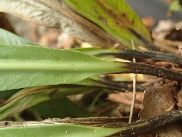 Asplenium africanum leaf