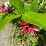 Erythrina herbacea