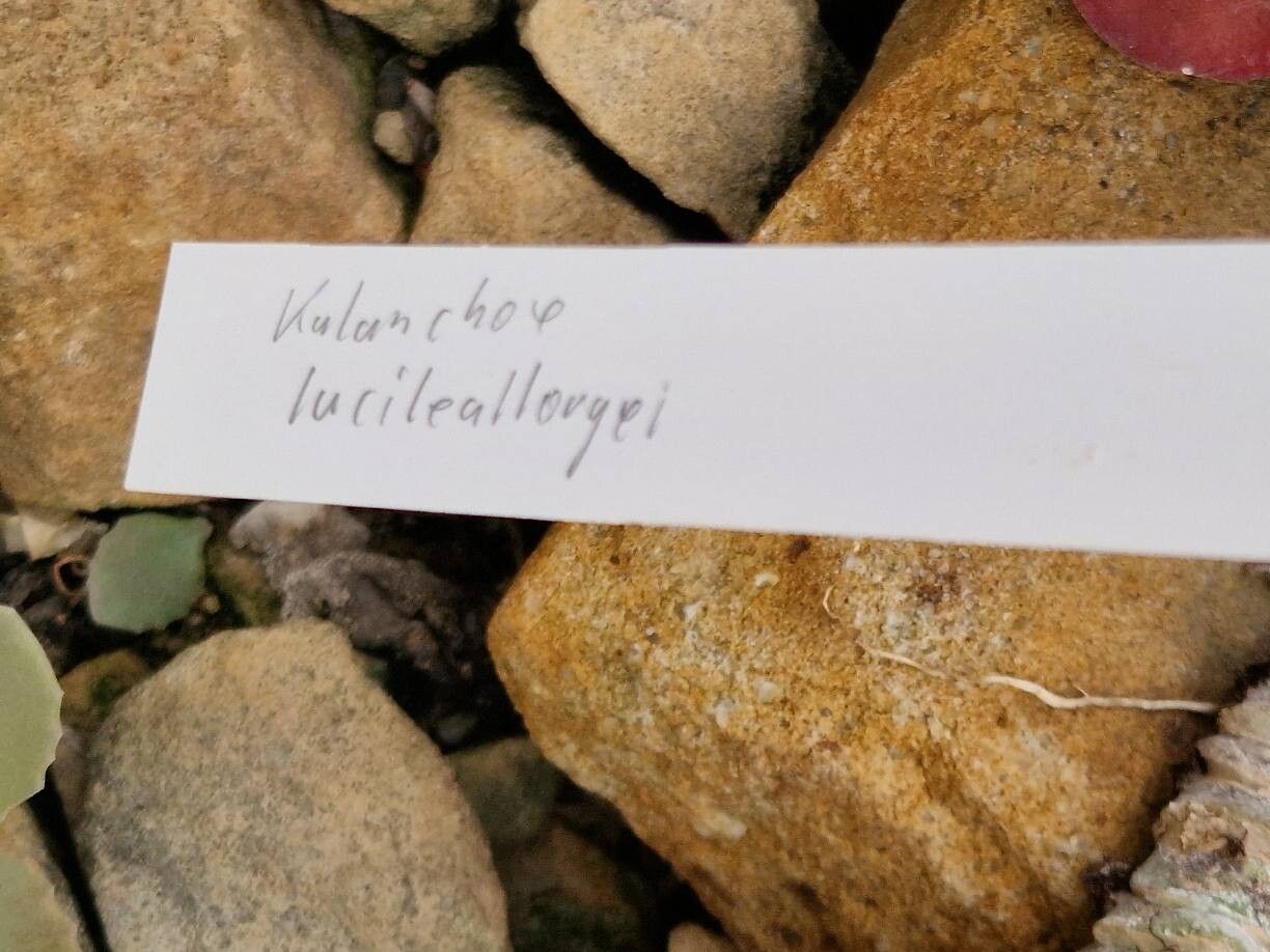 Kalanchoe luciae other