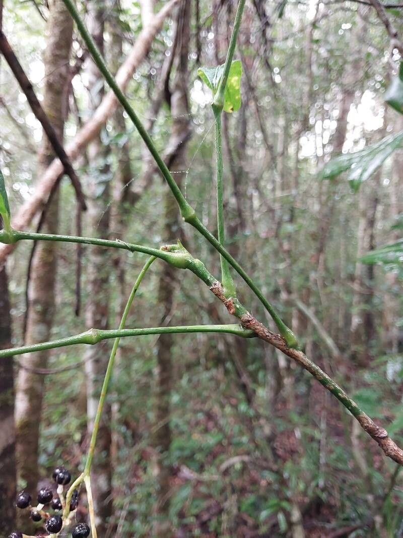 Polyscias pentamera other