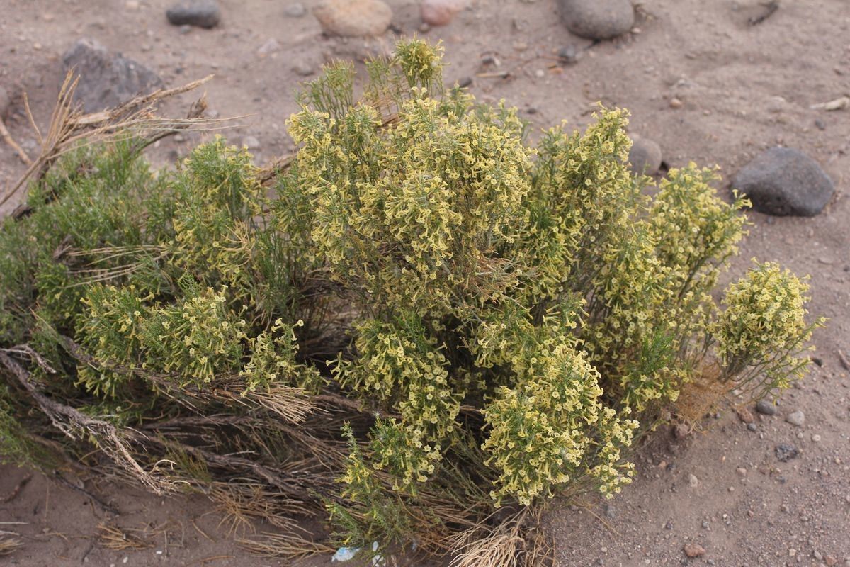 Fabiana densa — related species from the same genus