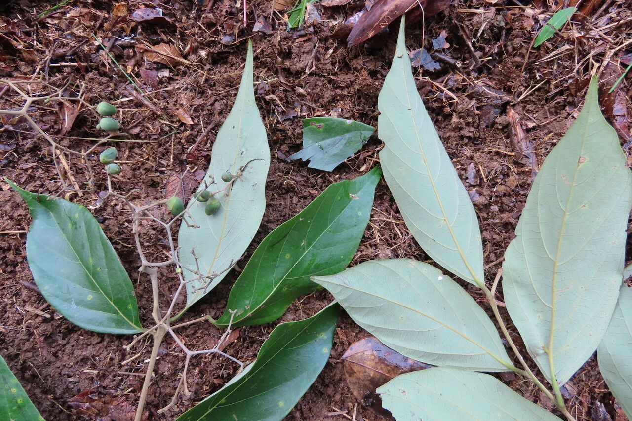 Cordia bicolor — houseplant care guide