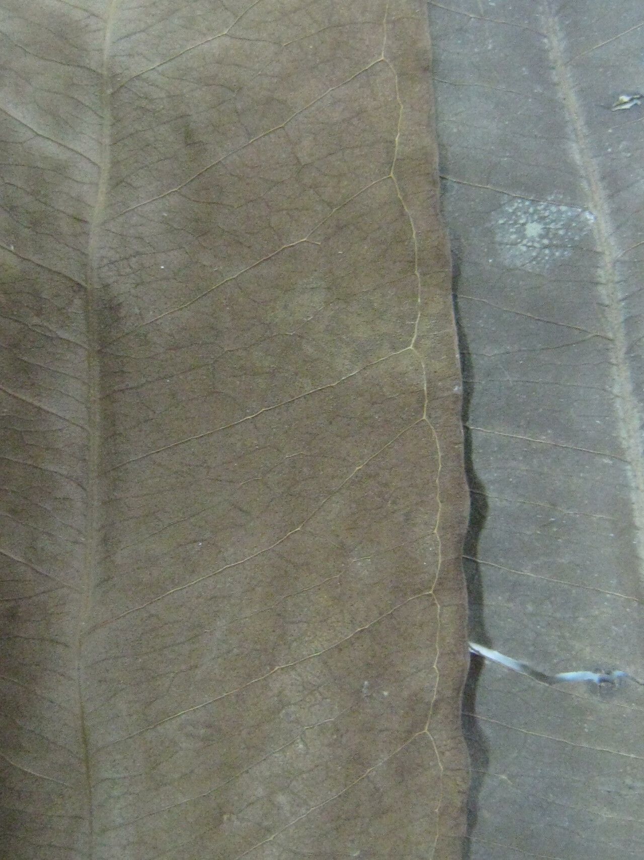 Eugenia chrysophyllum — houseplant care guide