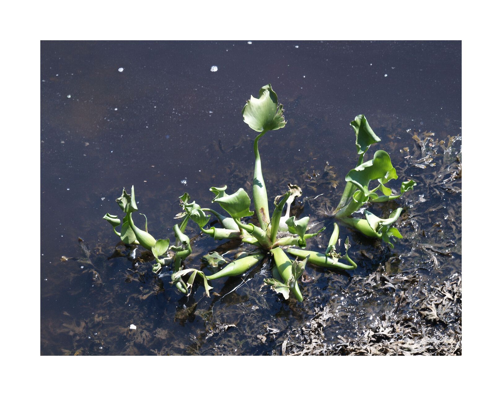 Pontederia rotundifolia leaf