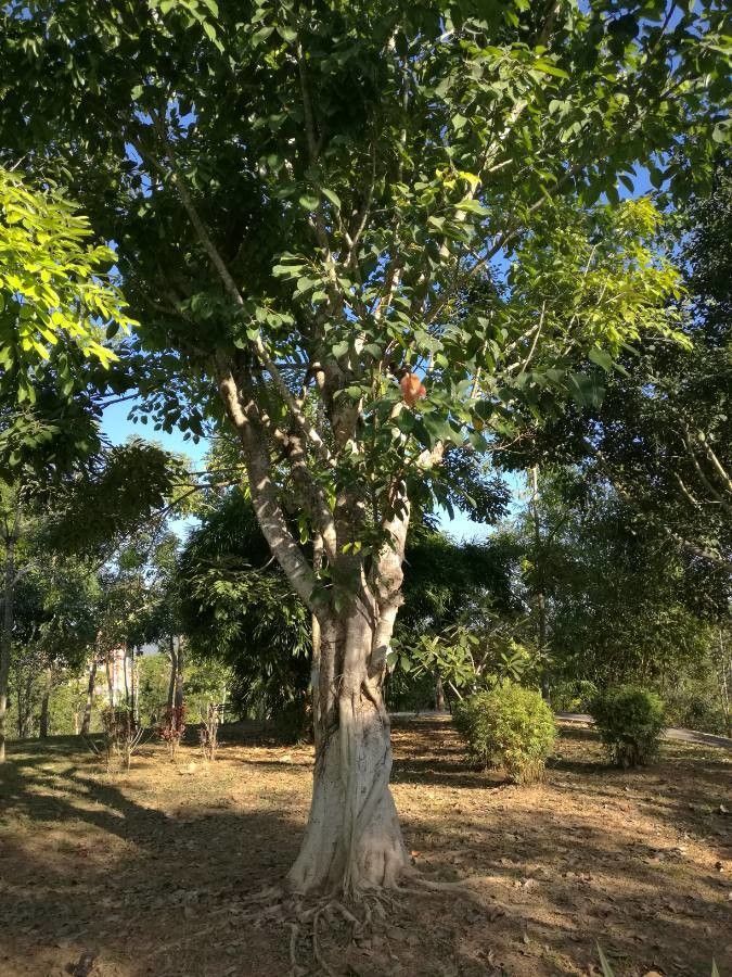 Ficus geniculata habit