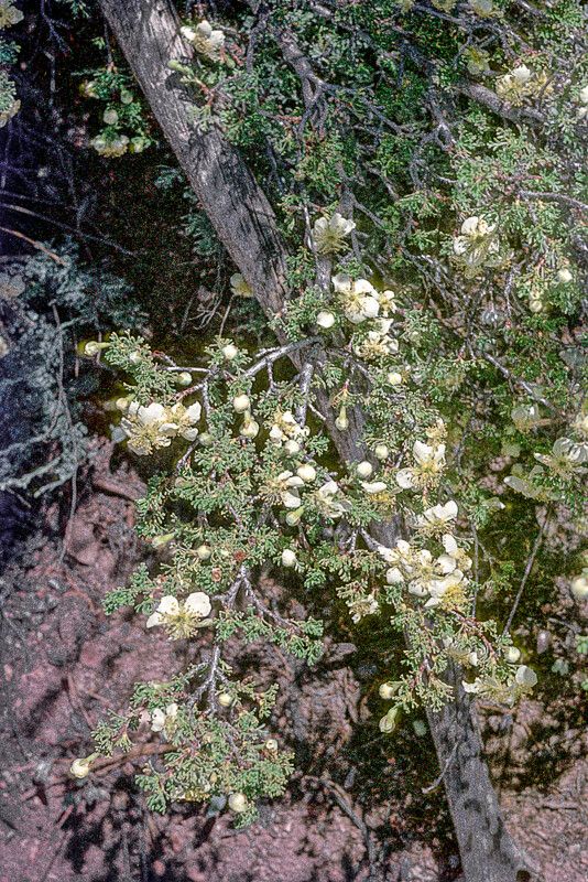 Purshia stansburiana flower