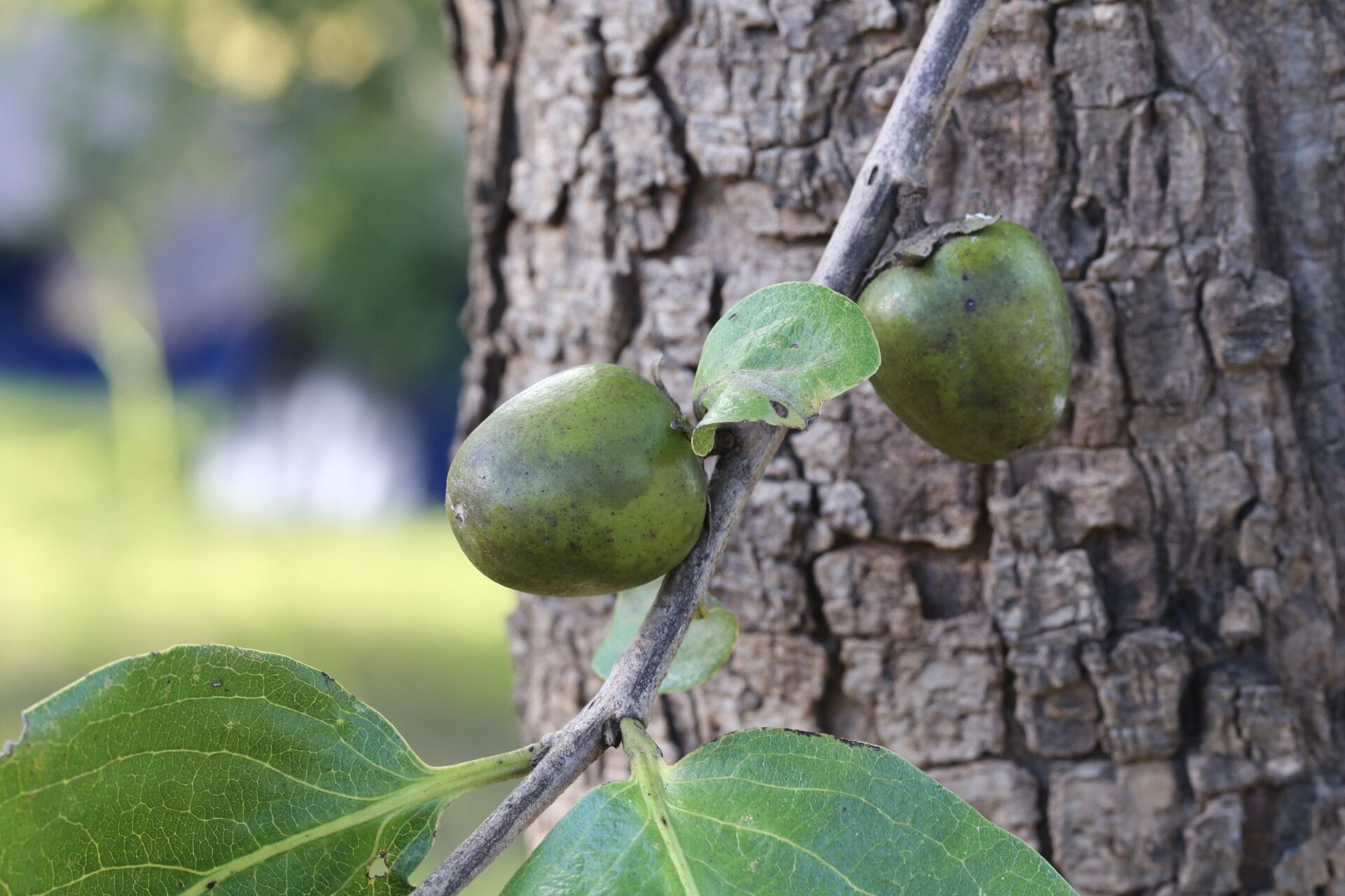 Diospyros kirkii fruit